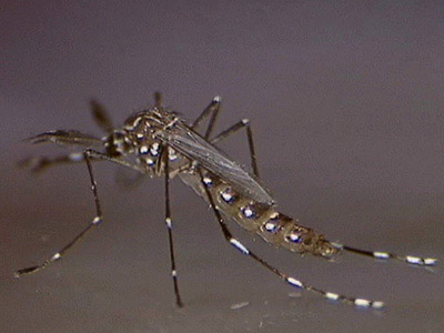  Mais comum em áreas urbanas, o mosquito transmissor da dengue vive perto do homem e pica sobretudo ao amanhecer e ao entardecer (Imagem: Genilton Vieira) 